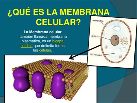 que es la membrana celular